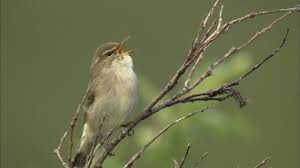 Image result for Phylloscopus borealis