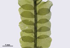 Attēlu rezultāti vaicājumam “Chiloscyphus pallescens”