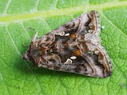 Attēlu rezultāti vaicājumam “Autographa pulchrina”