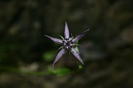 Attēlu rezultāti vaicājumam “Swertia perennis”