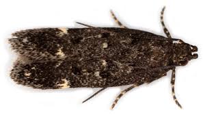 Attēlu rezultāti vaicājumam “Gelechia scotinella”