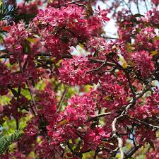 Attēlu rezultāti vaicājumam “Malus purpurea flower”