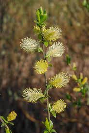 Attēlu rezultāti vaicājumam “Salix myrsinifolia”