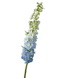 Attēlu rezultāti vaicājumam “Delphinium elatum  fruit”