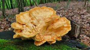 Attēlu rezultāti vaicājumam “Gloeophyllum abietinum”