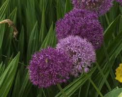 Attēlu rezultāti vaicājumam “Allium holandicum”