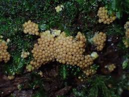 Attēlu rezultāti vaicājumam “Lindbladia tubulina macro”