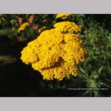 Image result for Achillea filipendulina