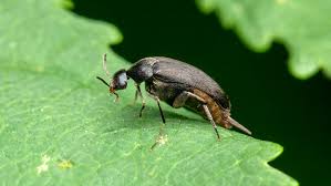 Attēlu rezultāti vaicājumam “Mordellidae”