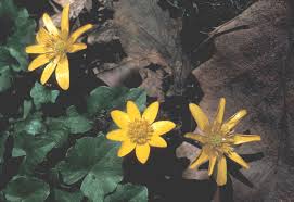 Attēlu rezultāti vaicājumam “Ficaria verna”