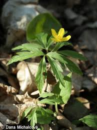 Attēlu rezultāti vaicājumam “Anemone ranunculoides bud”