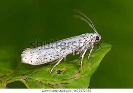 Attēlu rezultāti vaicājumam “Yponomeutidae”