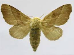 Attēlu rezultāti vaicājumam “Malacosoma neustria”