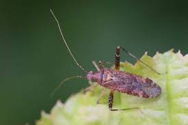 Attēlu rezultāti vaicājumam “Phytocoris varipes”