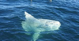 Image result for Mola alexandrini