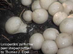 Attēlu rezultāti vaicājumam “Lycoperdon pyriforme young”