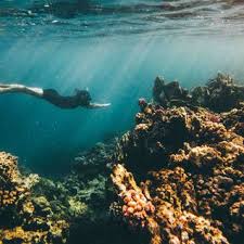 Image result for Belfairs Dolphins Snorkelling Club