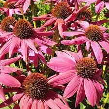 Image result for Echinacea angustifolia