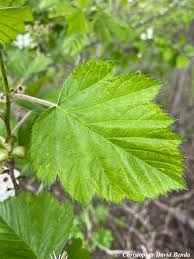 Attēlu rezultāti vaicājumam “Crataegus x macrocarpa leaf”