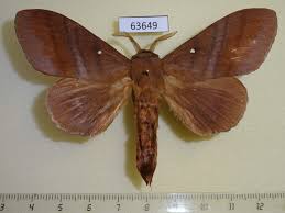 Attēlu rezultāti vaicājumam “Lasiocampidae”