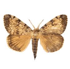 Attēlu rezultāti vaicājumam “Lymantria dispar”