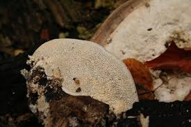 Attēlu rezultāti vaicājumam “Trametes gibbosa”