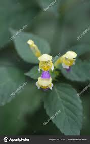 Attēlu rezultāti vaicājumam “Galeopsis speciosa flower”