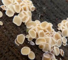 Attēlu rezultāti vaicājumam “Lachnum corticale”