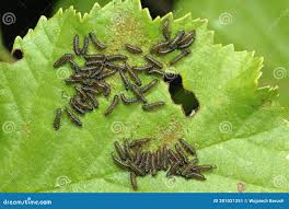 Attēlu rezultāti vaicājumam “Agelastica alni larva”