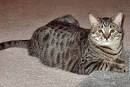 File:Tabby-cat-domestic-shorthair-balthazar.jpg - Wikipedia, the ...