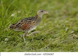 Image result for Crex crex