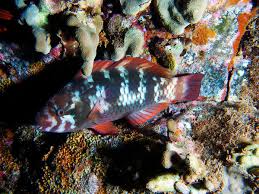 Image result for Chlorurus perspicillatus