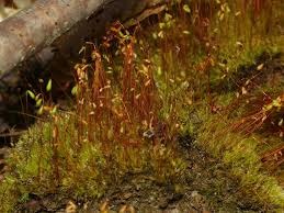 Attēlu rezultāti vaicājumam “Leptobryum pyriforme”