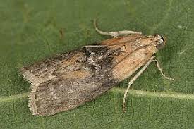 Attēlu rezultāti vaicājumam “Sciota adelphella”