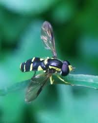 Attēlu rezultāti vaicājumam “Xanthogramma sp. male”