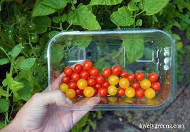 Afbeeldingsresultaat voor broad ripple yellow currant tomato