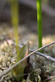 Attēlu rezultāti vaicājumam “Hammarbya paludosa leaf”