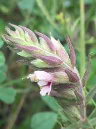 Attēlu rezultāti vaicājumam “Odontites vulgaris flower”