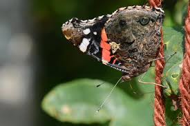 Attēlu rezultāti vaicājumam “Vanessa atalanta underside”
