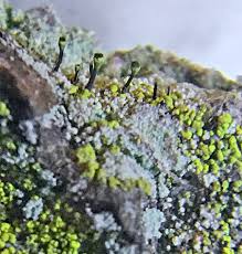 Attēlu rezultāti vaicājumam “Chaenotheca gracilenta”