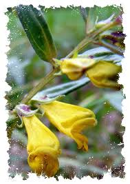 Attēlu rezultāti vaicājumam “Melampyrum pratense bud”