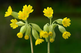 Image result for Schlüsselblumen