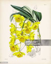 Attēlu rezultāti vaicājumam “Chrysotoxum sp.”