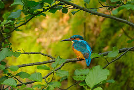 Attēlu rezultāti vaicājumam “Alcedo atthis adult”