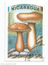 Attēlu rezultāti vaicājumam “Boletus luridus”