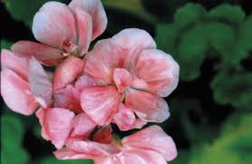 Attēlu rezultāti vaicājumam “Physarum straminipes young”