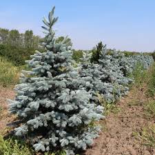 Attēlu rezultāti vaicājumam “Picea pungens”