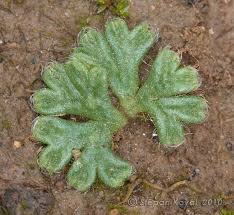 Attēlu rezultāti vaicājumam “Riccia bifurca”