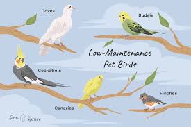 Image result for Bird