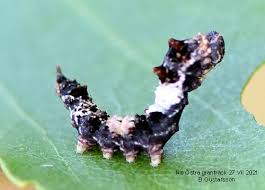 Attēlu rezultāti vaicājumam “Falcaria lacertinaria”